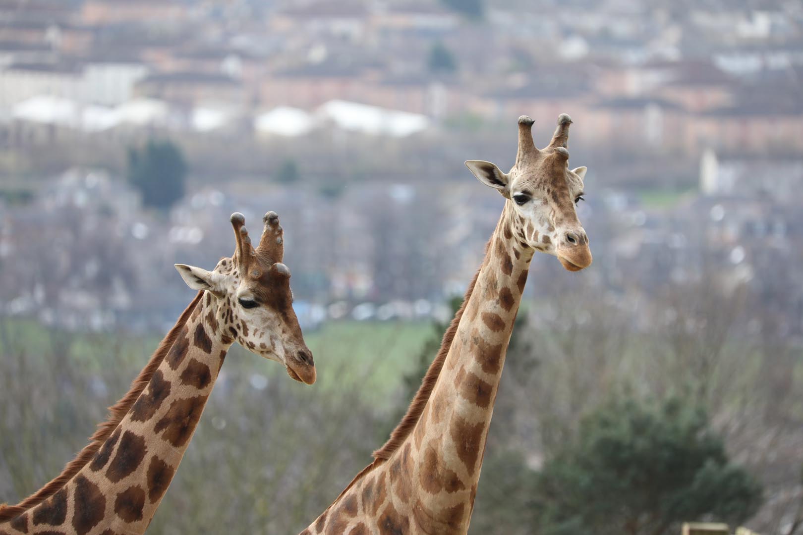 Two giraffes facing to the right. IMAGE: Amy Middleton 2023